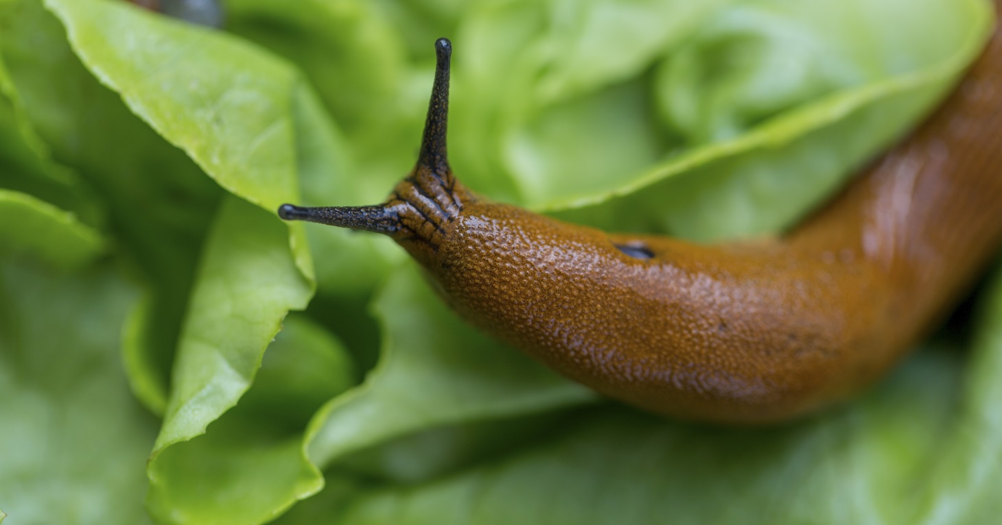 Stroud Brewery offers FREE beer to local gardeners