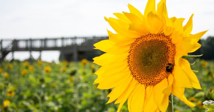 Cotswold Farm Park sunflower field