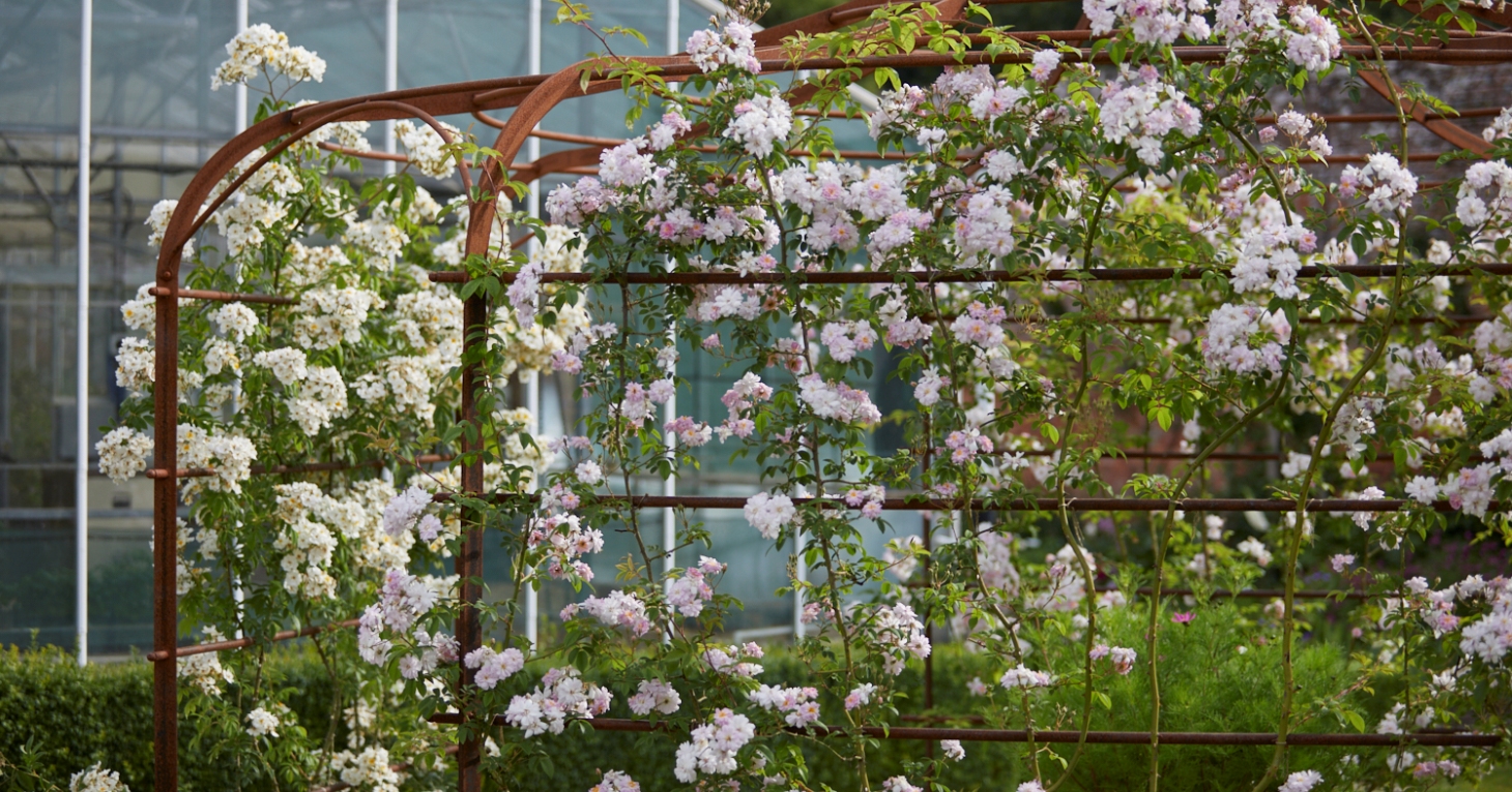 Enjoy a summer’s day among the roses at Badminton Estate's June 2026 open day