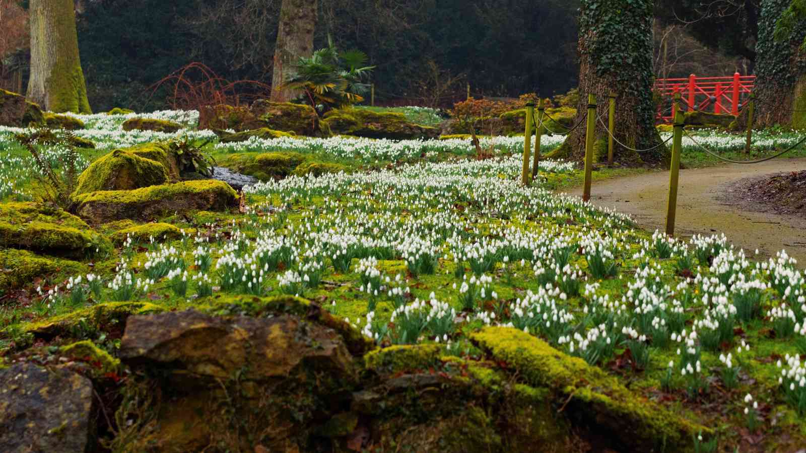 The first signs of spring are here as Batsford Arboretum’s snowdrop season bursts into life
