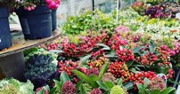 The Fairview Gardener in Birdwood is an independent garden centre, providing a range of trees, bedding plants and shrubs.