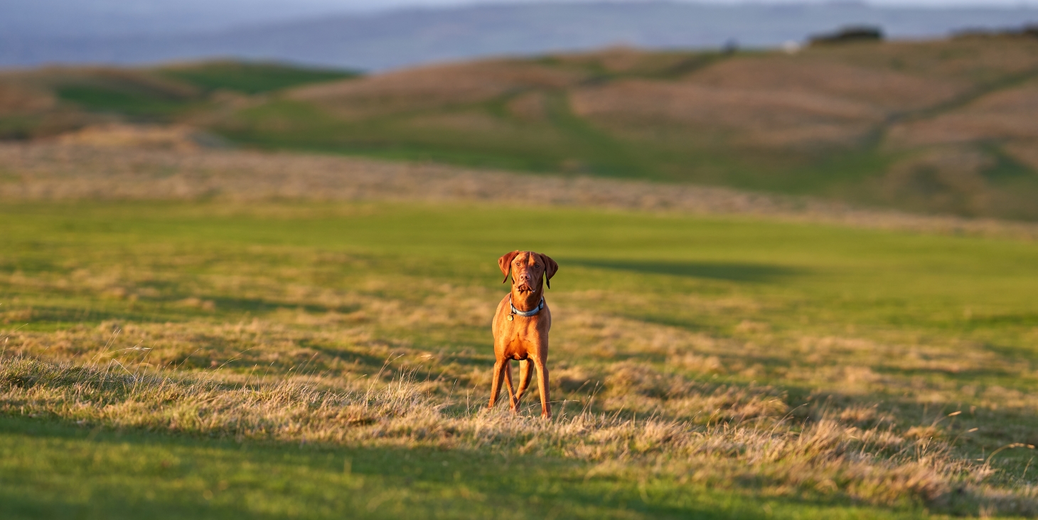 12 of the best places to walk your dog in the Cotswolds