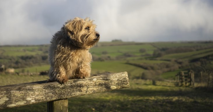 From woodlands to rolling hills, discover 14 local places to walk your dog in Gloucestershire.