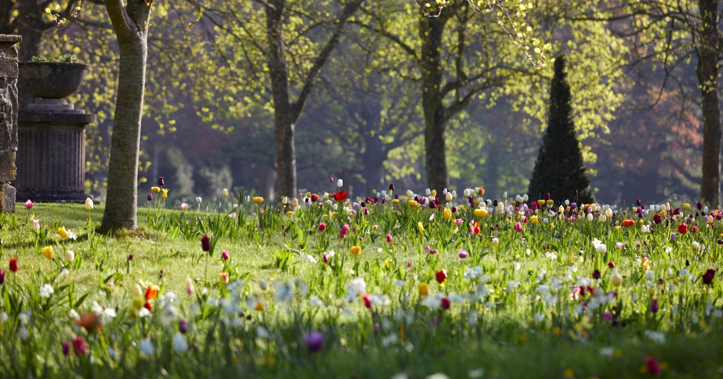 Soak up the joys of spring at Badminton Estate open gardens