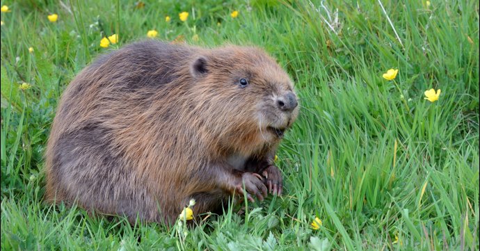 Wild beavers could be reintroduced to Gloucestershire for the first time in 400 years