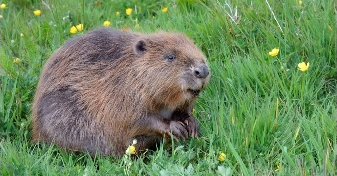 Wild beavers could be reintroduced to Gloucestershire for the first time in 400 years