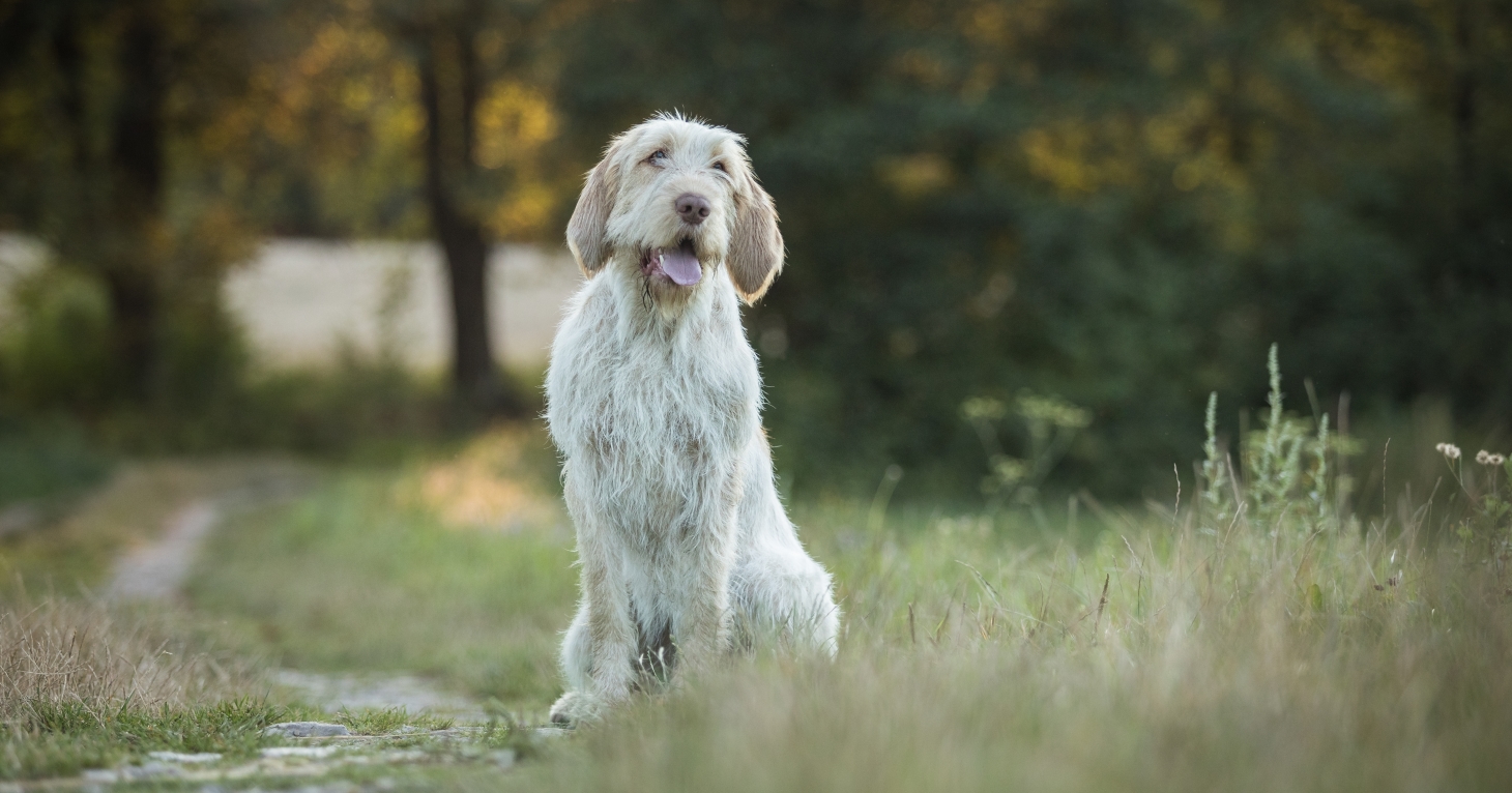 11 best places to walk your dog in the Cotswolds