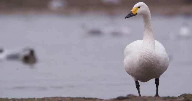 Bewick's swans make late arrival at Slimbridge Wetland Centre