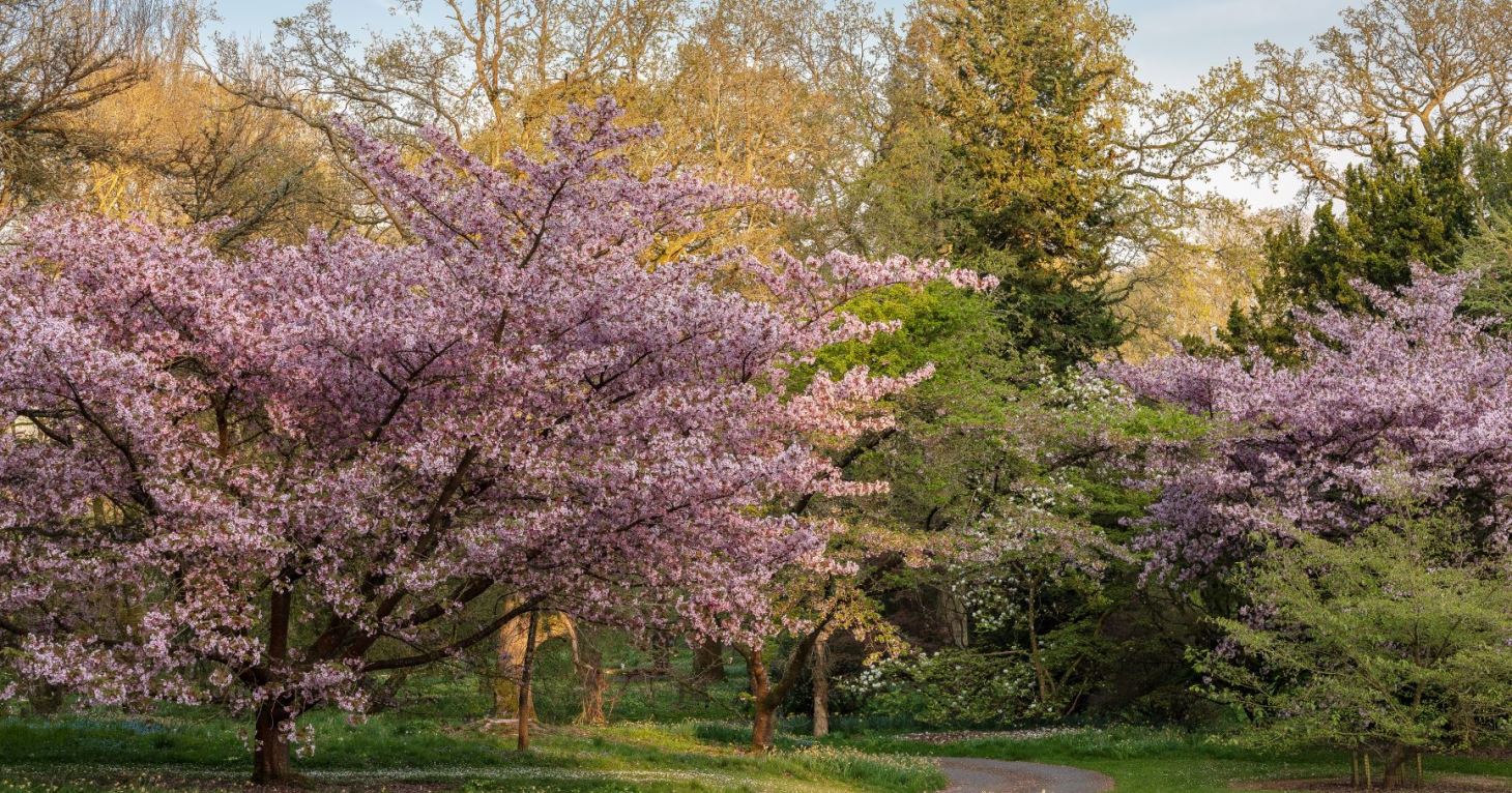 Beautiful cherry blossom season is coming to Batsford Arboretum