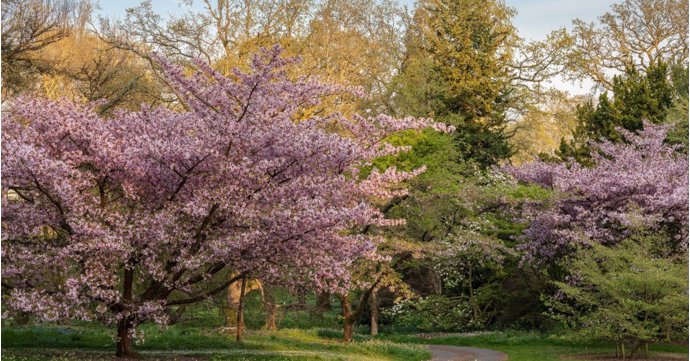 Beautiful cherry blossom season is coming to Batsford Arboretum