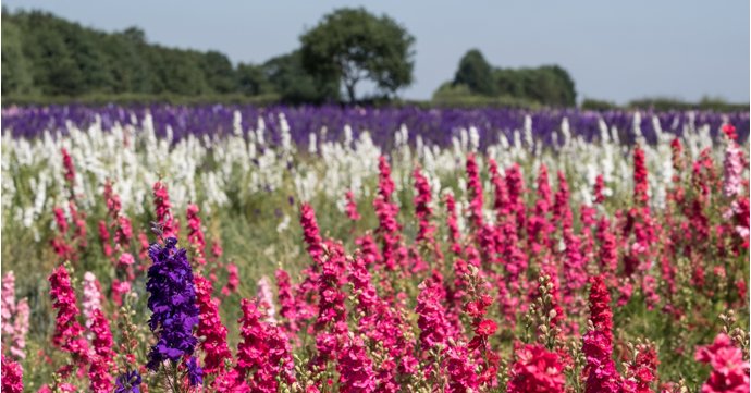 Confetti Flower Field announces its summer opening dates