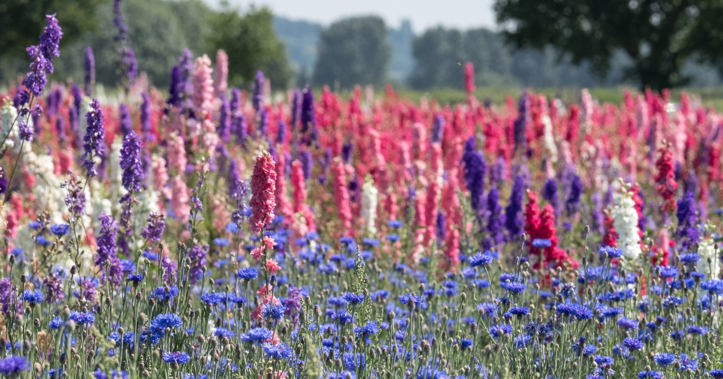 Confetti Flower Field announces its summer opening dates