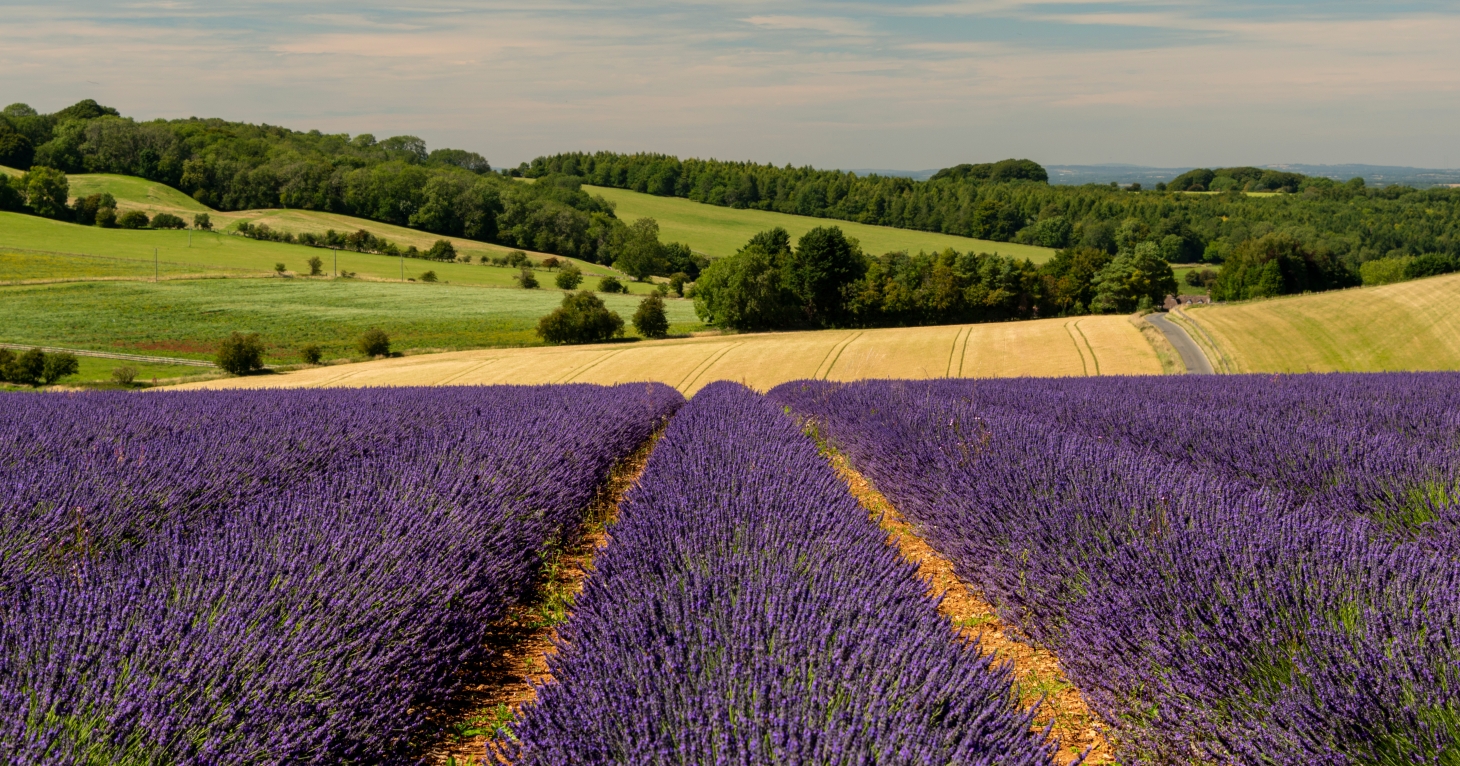 Cotswold Lavender announces summer opening dates