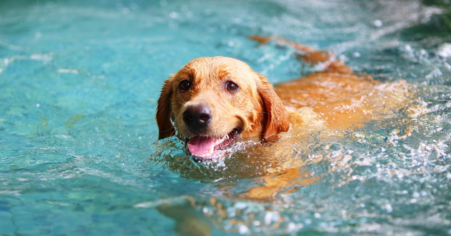 Dog Swim at Sandford Parks Lido