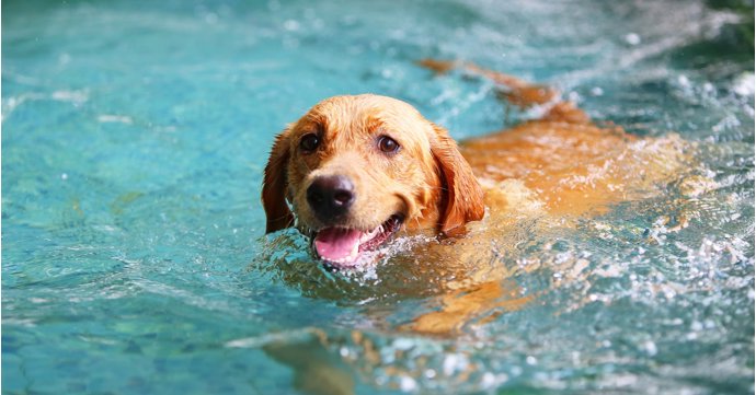 Dog Swim Weekend at Sandford Parks Lido
