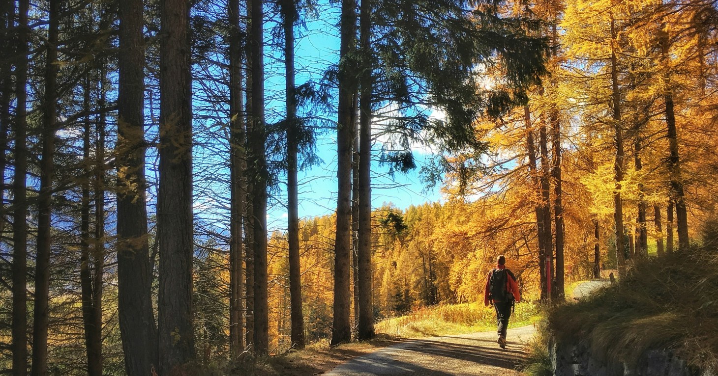 Forest of Dean crowned the best spot in the UK for autumn walks