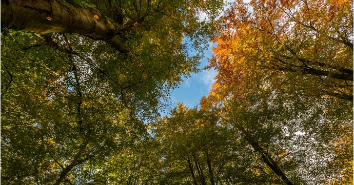 Forest of Dean named one of the best places for 'leaf peeping' in the UK