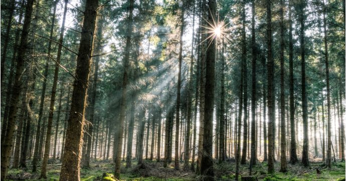 Forestry England plans to create a new woodland in the Forest of Dean