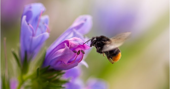 Best things to do with your Gloucestershire garden