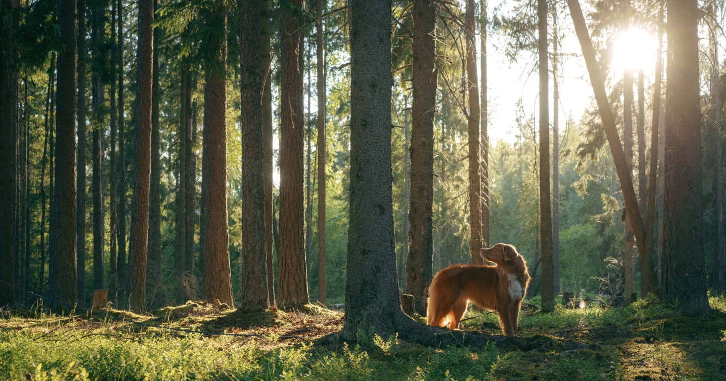 Gloucestershire destination named one of the UK's most popular places to walk your dog