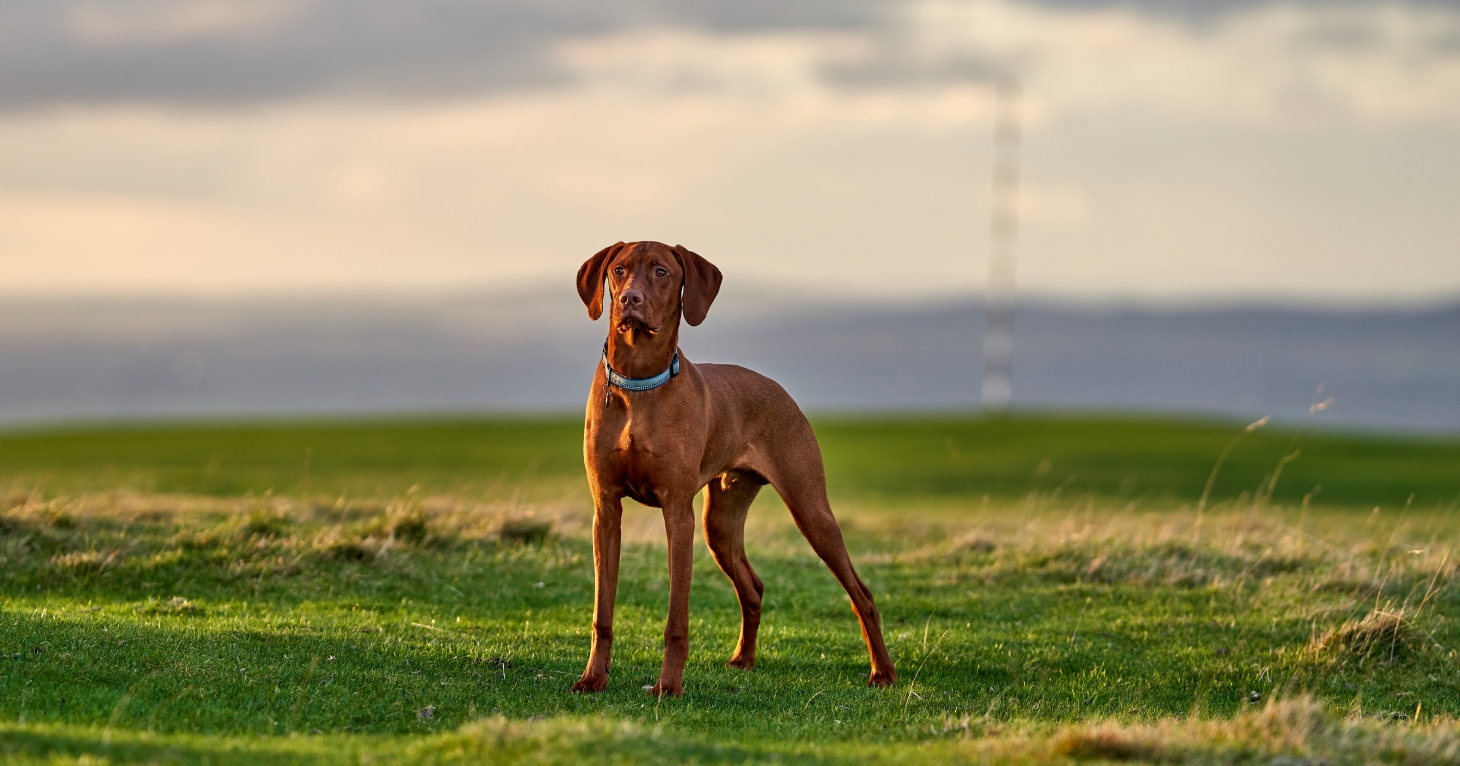 Gloucestershire hill named one of the best places to walk your dog in England