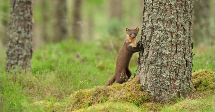 Gloucestershire Wildlife Trust needs volunteers to help it track the Forest of Dean's pine martens