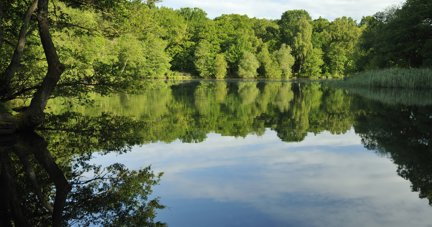 Have your say on the future of Cannop Ponds
