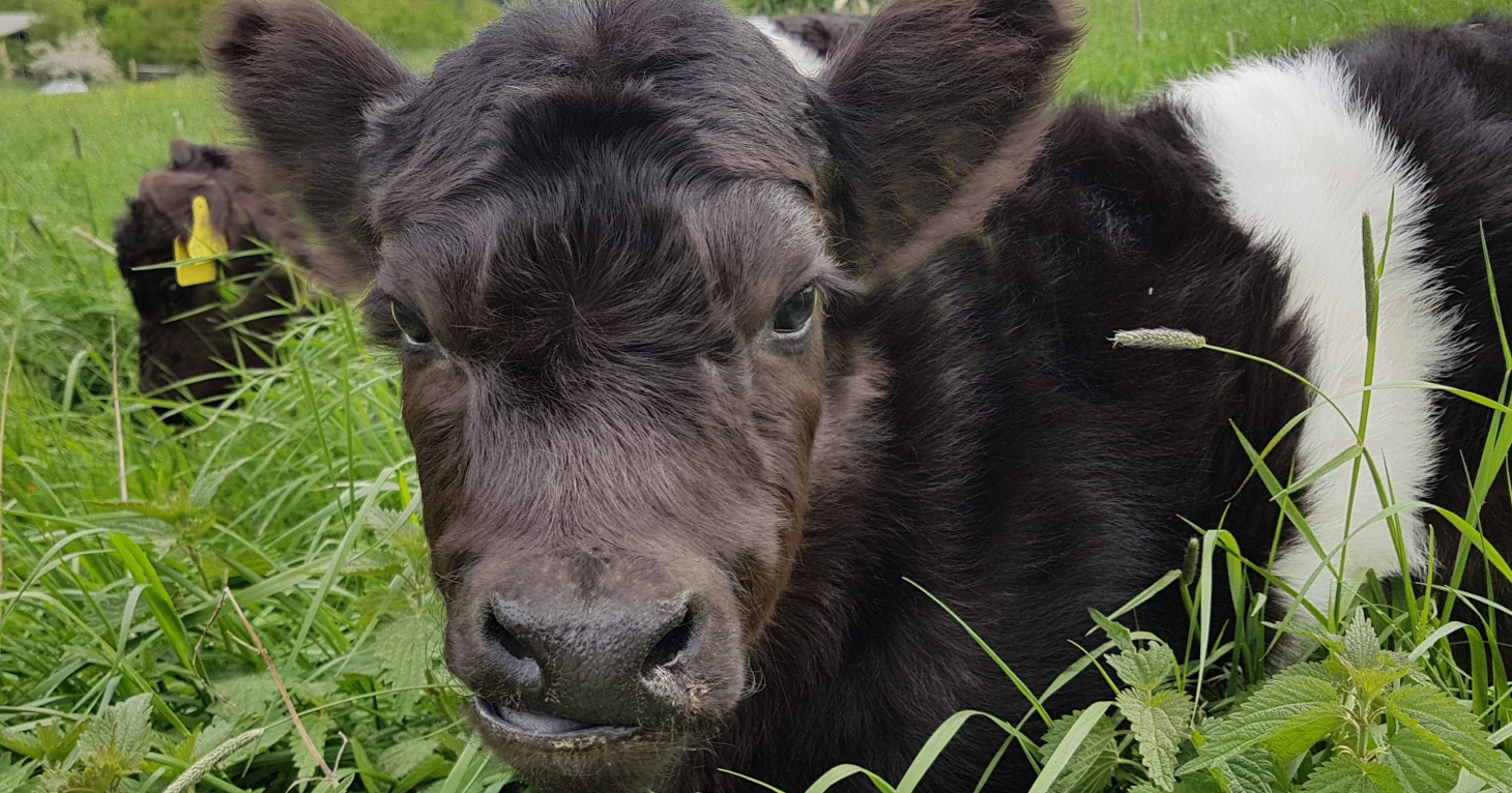 Herd of cattle introduced to Cotswolds hotel for new conservation project