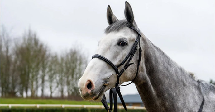 Here's how you can own a share of Jeremy Clarkson's new racehorse