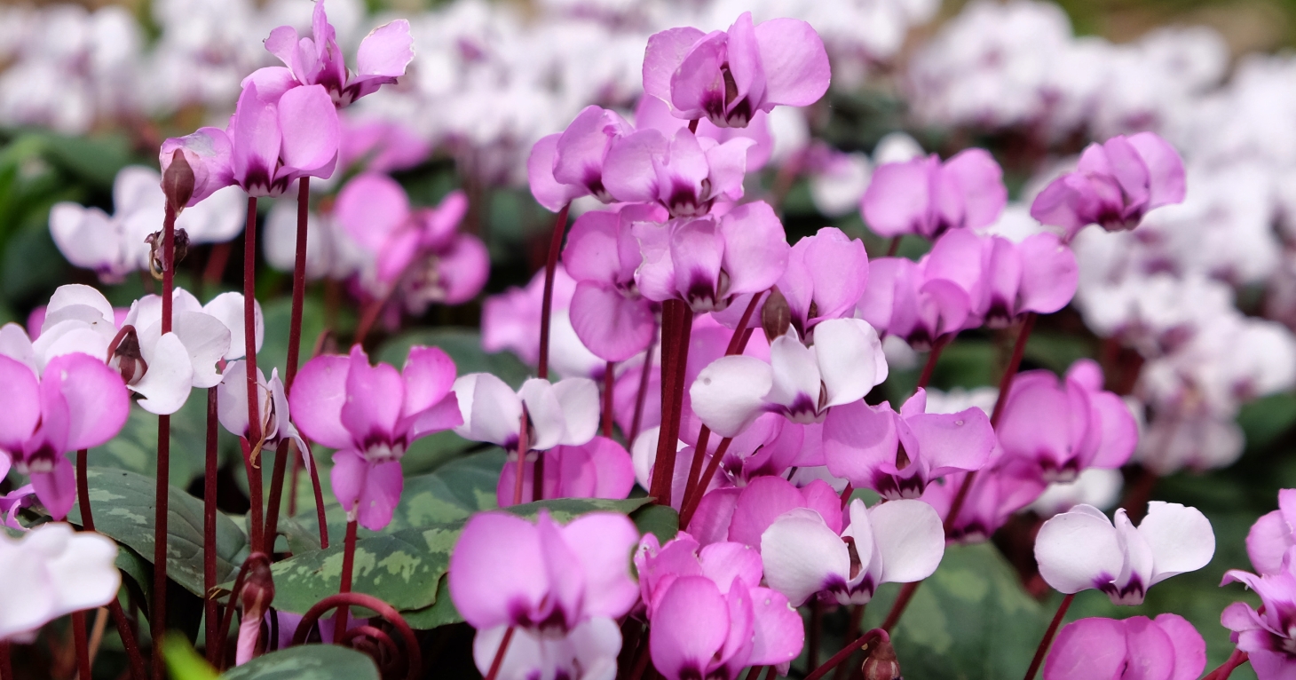 Tetbury's Highgrove Gardens reopens for 2023 tours