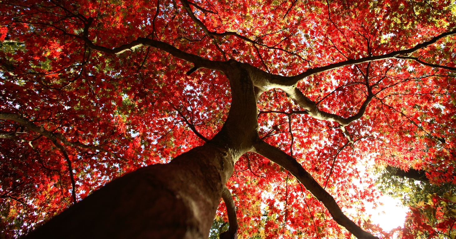 How Gloucestershire conservation projects are helping to protect trees from extinction