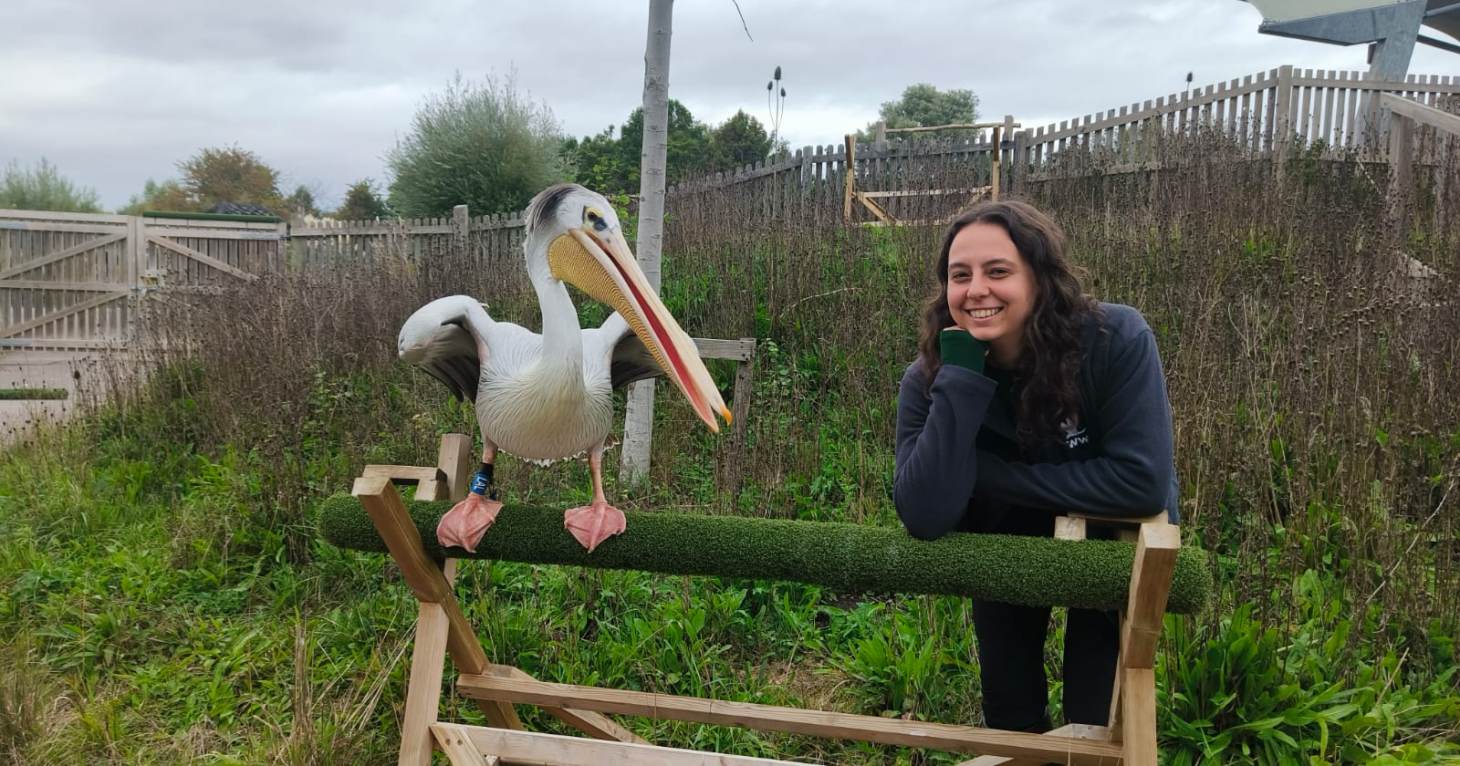 'We exist to educate and inspire' – Discover what it takes to be a member of the demonstrations team at WWT Slimbridge