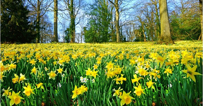 Where to see the Forest of Dean's famous wild daffodils