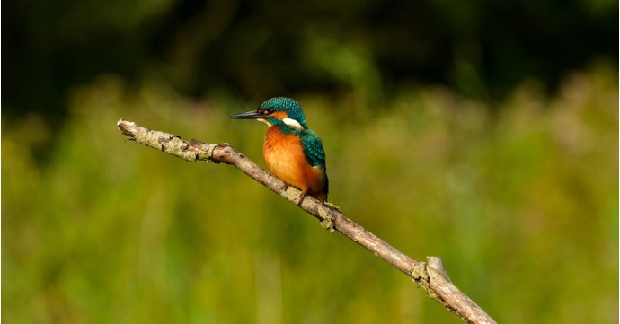 Kingfishers spotted nesting at Slimbridge earlier than ever before