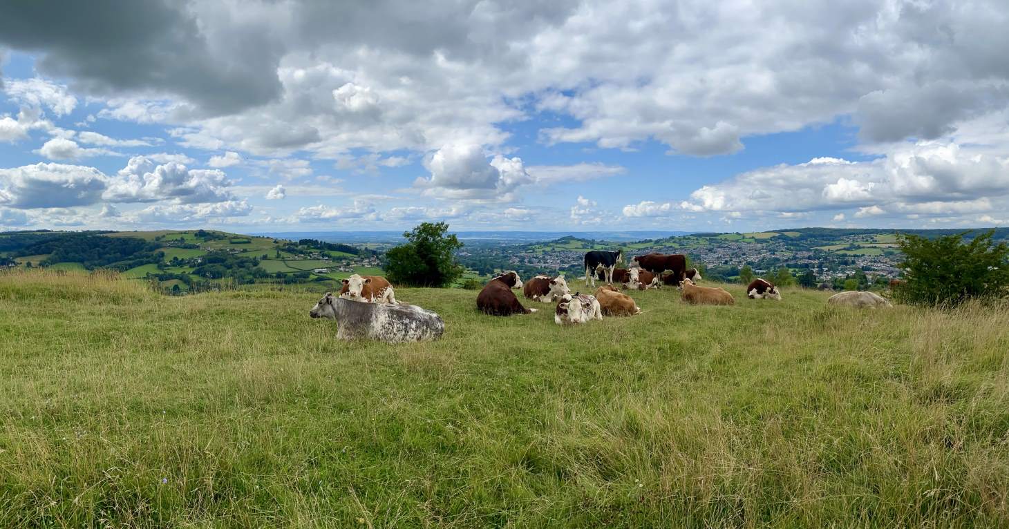 Marking Day at Minchinhampton Common