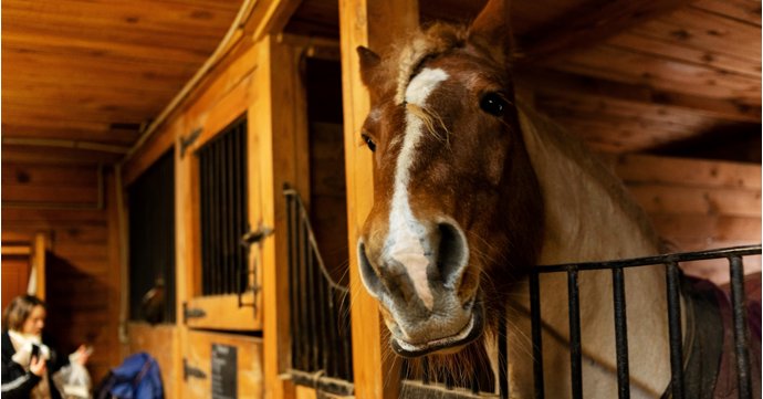 Gloucestershire stables open their doors to the public for National Racehorse Week