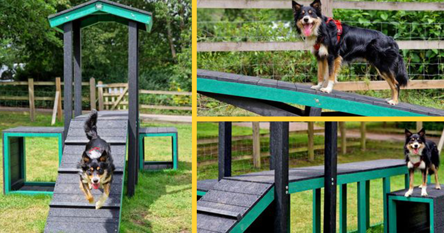 Brand-new doggy play park opens in the Forest of Dean