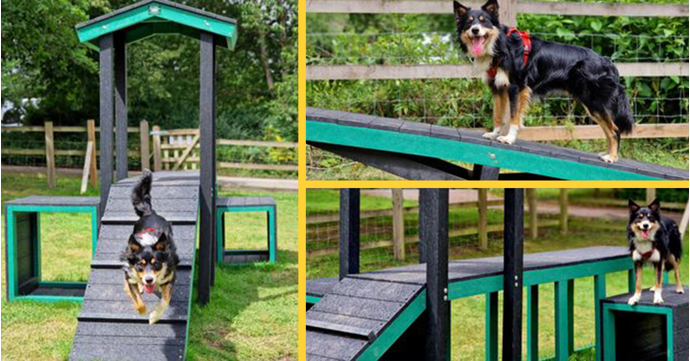 Brand-new doggy play park opens in the Forest of Dean