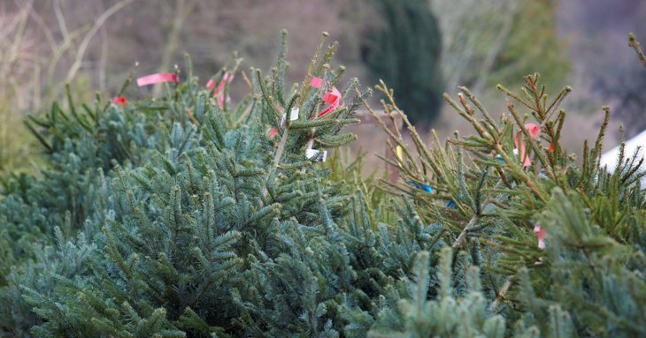 Discover where to shop for Christmas trees across Gloucestershire this festive season.