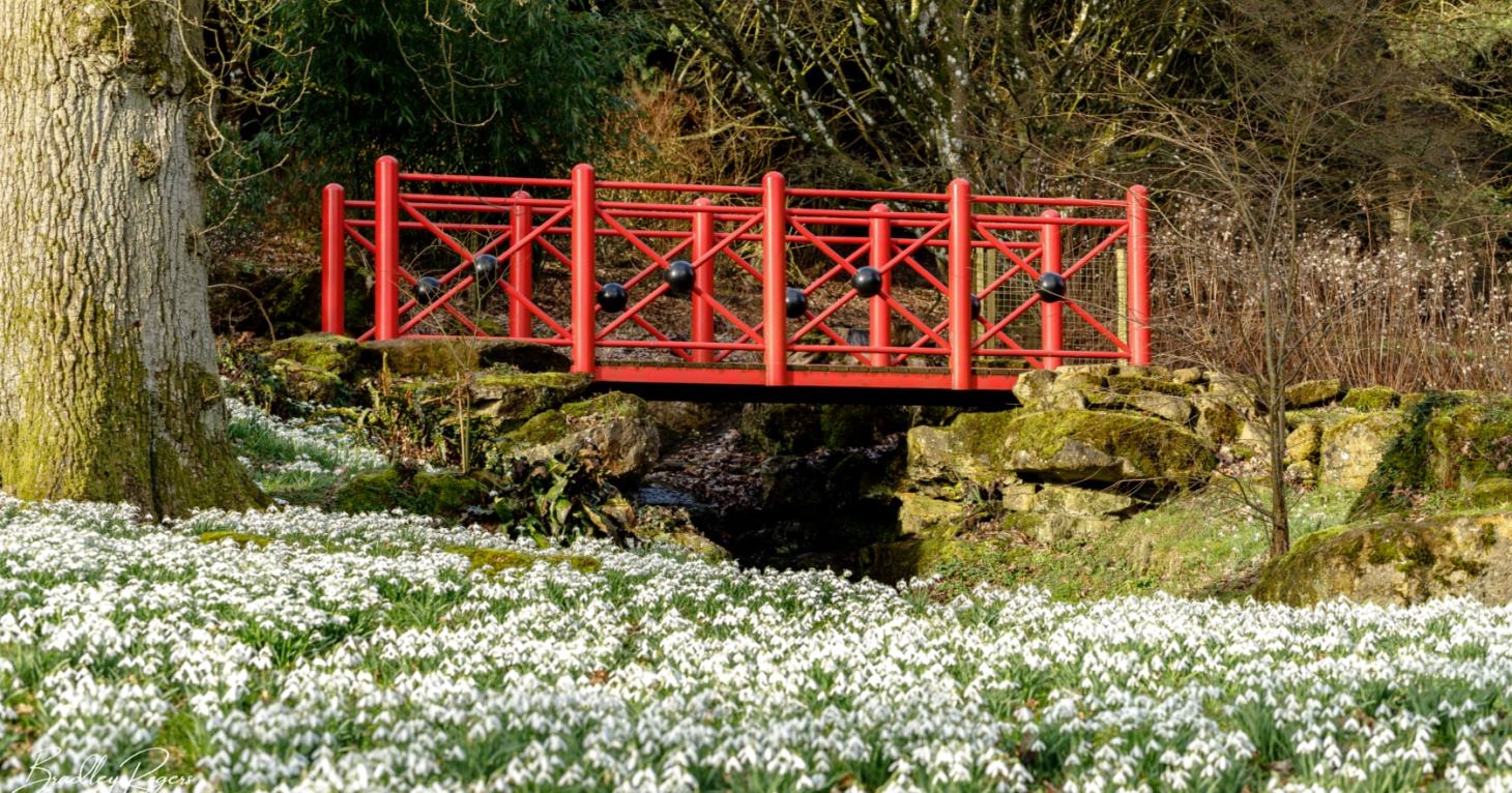 Snowdrop season is coming to Batsford Arboretum