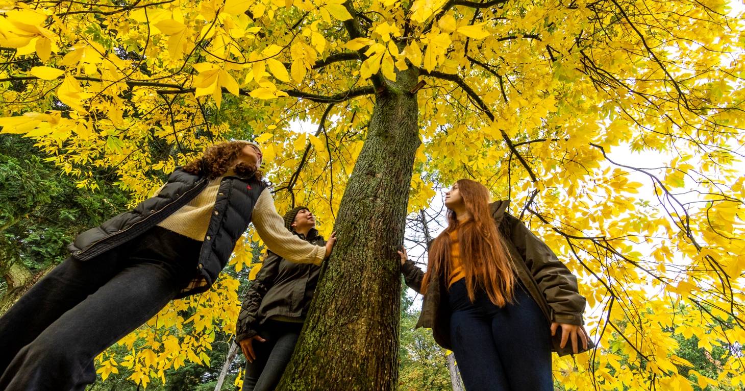 Spectacular autumn colour predicted for the Forest of Dean thanks to this year's weather