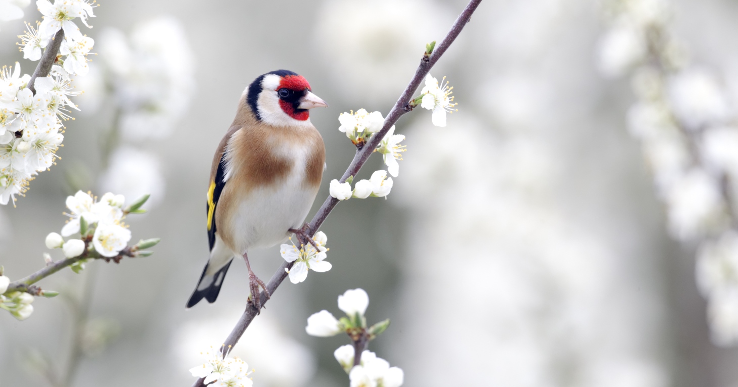 6 best things to do with your Gloucestershire garden this spring