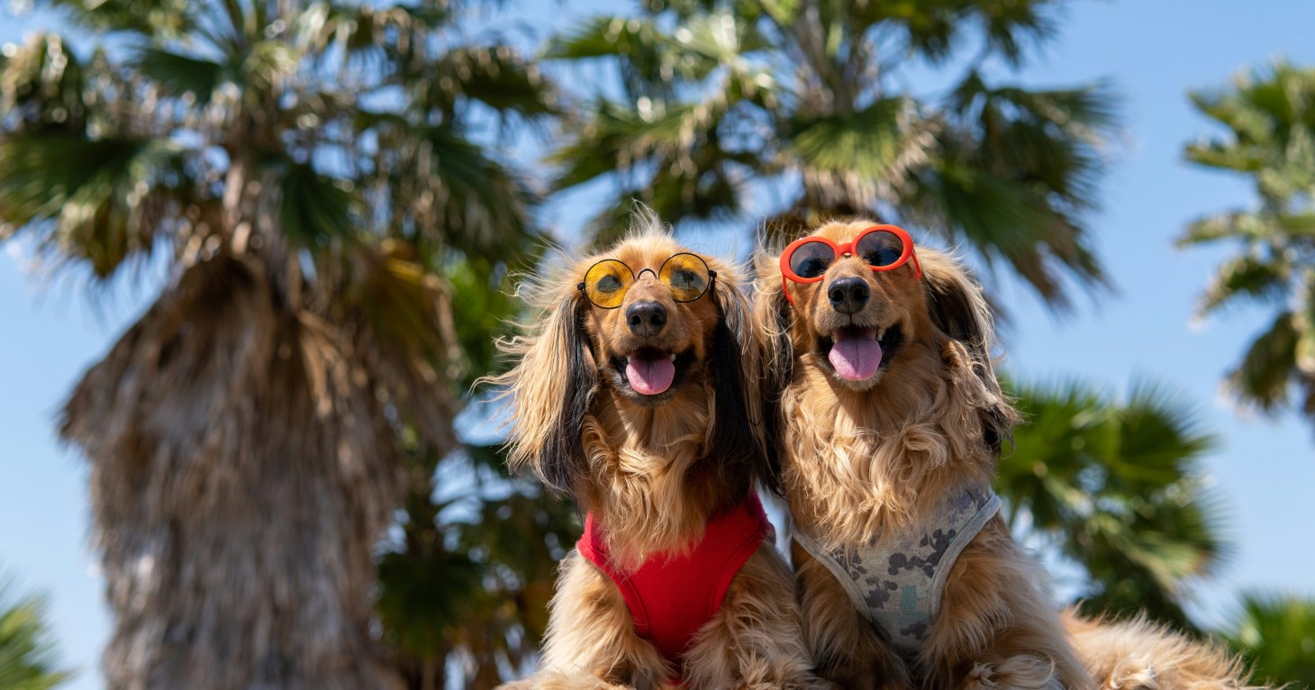Cotswold pet food expert shares how to keep dogs happy, cool and safe this summer