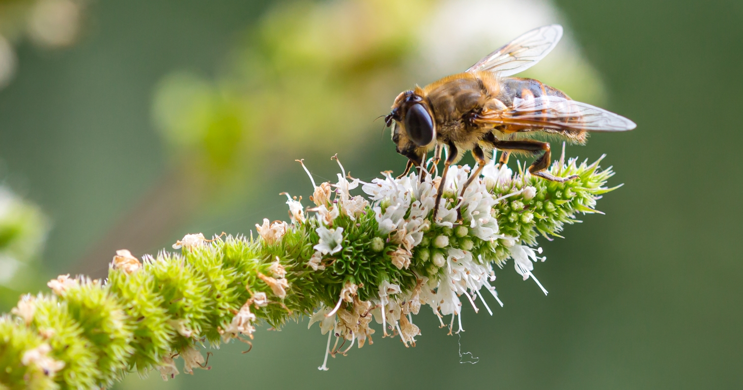 8 best things to do with your Gloucestershire garden this summer