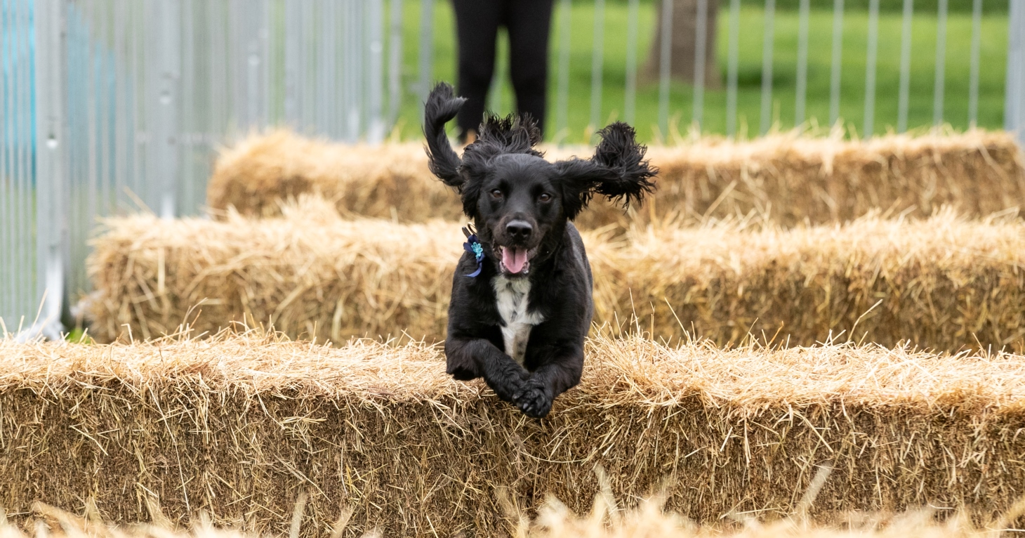 Brand-new dog festival debuts in Cirencester this autumn