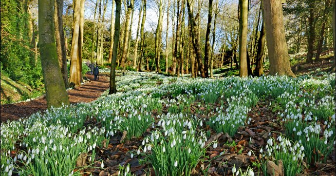 9 best places to see snowdrops in Gloucestershire