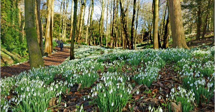9 of the best places to see snowdrops in Gloucestershire