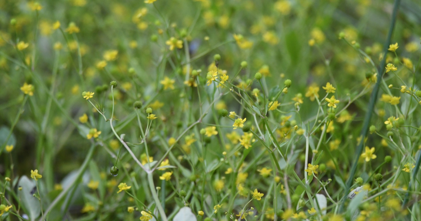 Catch a glimpse of Britain's rarest buttercup for one day only