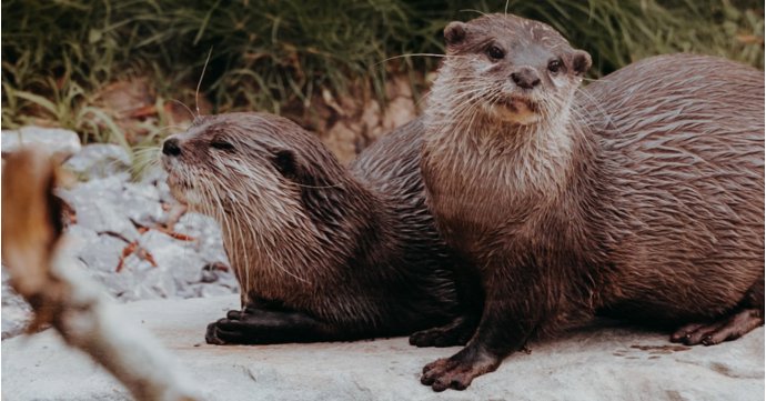 Otters return to Slimbridge Wetland Centre