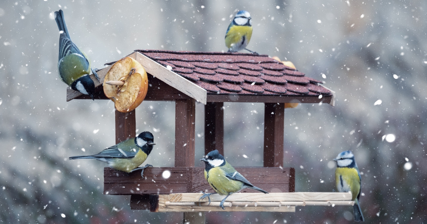 6 best things to do with your Gloucestershire garden this winter